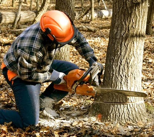 Tree Removal in Denton, MD